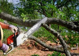 Best Tree Disease Treatment  in Newport, DE