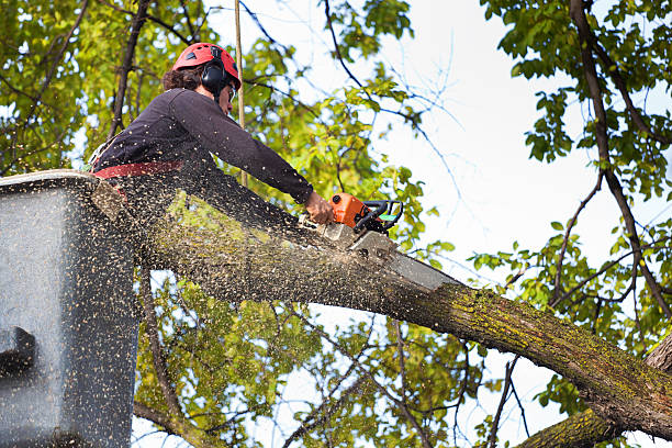 How Our Tree Care Process Works  in  Newport, DE